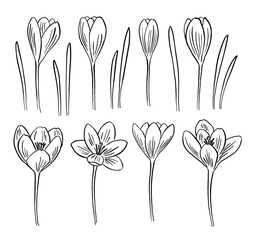 Wall Mural - Hand drawn crocus flowers and leaves