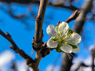 Wall Mural - branch of blooming plum tree in the late autumn