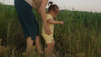 Wall Mural - A little girl and boy with their mother walking along a green corn field in a summer day. Child, garden and agriculture. Small kid, plants and harvest produce.