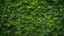 Wall With Green Bush