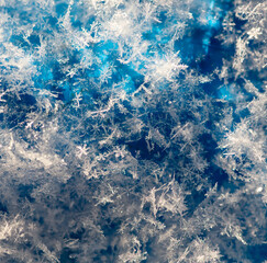 Canvas Print - Close-up of snowflakes on a blue background. Macro