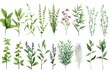A collection of different types of herbs displayed on a clean white background. Ideal for culinary, health, and natural medicine related projects