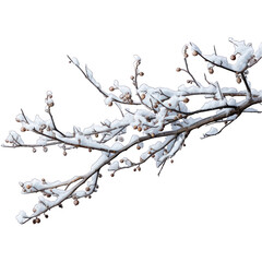 snow-covered branch isolated on transparent or white background, png