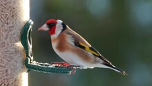 European Goldfinch Fly In At Bird Feeder Carduelis Carduelis Natural World Norway
