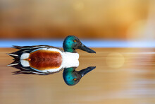 A Beautiful Duck Swimming In A Wonderful Nature. Colorful Nature Background. Duck: Northern Shoveler. Spatula Clypeata.