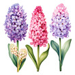 watercolor drawing of hyacinth flowers. set of pink and purple spring hyacinth flowers, clipart	