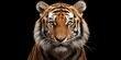 Close up of a tiger's face against a black background. Perfect for wildlife or animal-themed designs