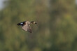Drake gadwall Duck Flying 