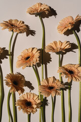 Wall Mural - Pastel peachy gerbera flowers with aesthetic sunlight shadows on neutral white background. Minimal stylish still life floral composition with copy space