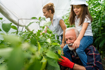 Grandfather growing organic vegetables with family at bio farm. People healthy food concept