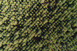 zenithal aerial drone view of a pine plantation on a mountainside