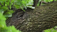 Silent Empty Birds Nest, Large Hole On Oak Tree Branch. Ants Walk Across Mossy Textured Bark