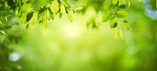 Beautiful natural spring summer defocused background with fresh lush foliage and bokeh in nature.