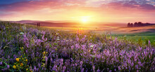 Beautiful Panoramic Natural Landscape With A Beautiful Bright Textured Sunset Over A Field Of Purple Wild Grass And Flowers. Selective Focusing On Foreground.