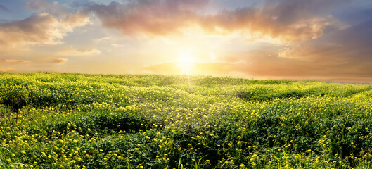 Wall Mural - Beautiful natural panoramic countryside landscape. Blooming wild grass in nature at sunset warm summer or spring. Pastoral scenery.