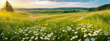Fototapeta Dmuchawce - Beautiful spring and summer natural panoramic pastoral landscape with blooming field of daisies in the grass in the hilly countryside.