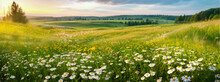 Beautiful Spring And Summer Natural Panoramic Pastoral Landscape With Blooming Field Of Daisies In The Grass In The Hilly Countryside.