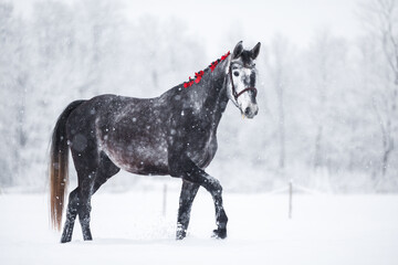 Wall Mural - beautiful grey horse with red ribbons in mane walking in snow blizzard