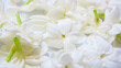 © MechAndIcha - white jasmine flowers isolated in white background