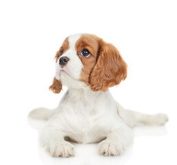 Canvas Print - Cavalier King Charles Spaniel puppy lying and looking away and up on empty space. Isolated on white background