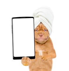Poster - Smiling Mastiff puppy with towel on it head shows big smartphone with white blank screen in it paw. isolated on white background