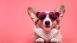 St. Valentine's Day card concept. Funny puppy dog corgi in red heart shaped glasses isolated on pink background