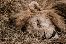 Resting Male Lion In The Grasslands Of Kenya