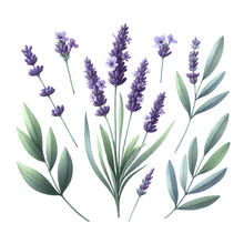 Lavender Flower Plant With Leaves Watercolor Paint On White For Greeting Card Wedding Design