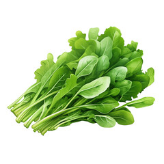 Wall Mural - Arugula isolated on transparent background