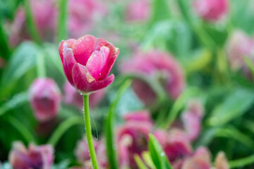 Wall Mural - pink tulip in the garden on blurred background