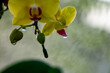 beautiful yellow orchid in the garden with drop water