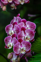 Wall Mural - beautiful purple orchid in the garden