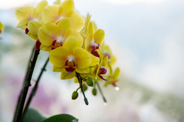 Wall Mural - beautiful yellow orchid in the garden