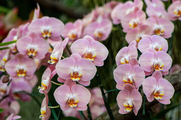 Wall Mural - beautiful orchid in the garden