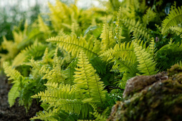 Wall Mural - beautiful ferns in the garden