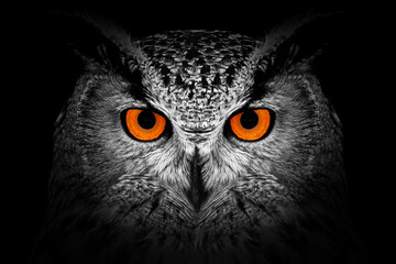 Wall Mural - Owl looking big red eyes out of the darkness close