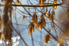 Yellow Maple Seeds Against The Blue Sky. Macro. Maple Branches With Golden Seeds On A Clear Sunny Day. Close-up. Early Spring Concept. Bright Beautiful Nature Background