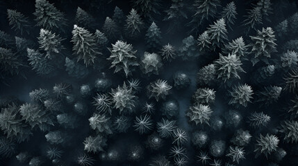 Wall Mural - aerial view of frozen pine forest and spruce trees.