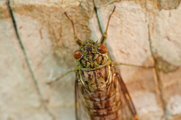 Cicadas are well-known for their loud, buzzing calls produced by males to attract mates. These insects have an intriguing life cycle, spending most of their lives underground as nymphs|蟬