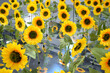 © Yurii Zushchyk - Bright yellow decorative sunflowers growing indoor, greenhouse