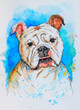 English Bulldog pet portrait watercolor painting
