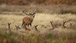 © ADDICTIVE STOCK - Red Deer bellowing among does and reeds in Autumn in the United Kingdom