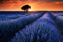 Tranquil Lavender Field At Sunset With Solitary Tree