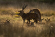 © ADDICTIVE STOCK - Stag Amidst Its Herd in Twilight in the United Kingdom