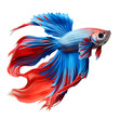 Betta fish in a side view isolated on transparent background. AI generated. PNG