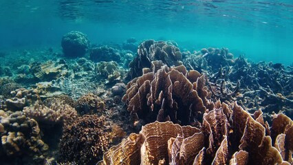 Wall Mural - Coral reef in the West Papua, Raja Ampat, Indonesia