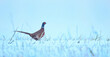 Common Pheasant Phasianus colchicus running across a snowy field.