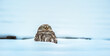 Athene noctua the little owl sits in the snow in the winter in a hole in the roof and watches the surroundings.