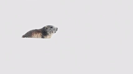 Wall Mural - Alpine marmot isolated on snow (Marmota marmota)