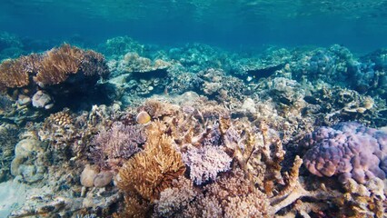 Wall Mural - Coral reef in the West Papua, Raja Ampat, Indonesia